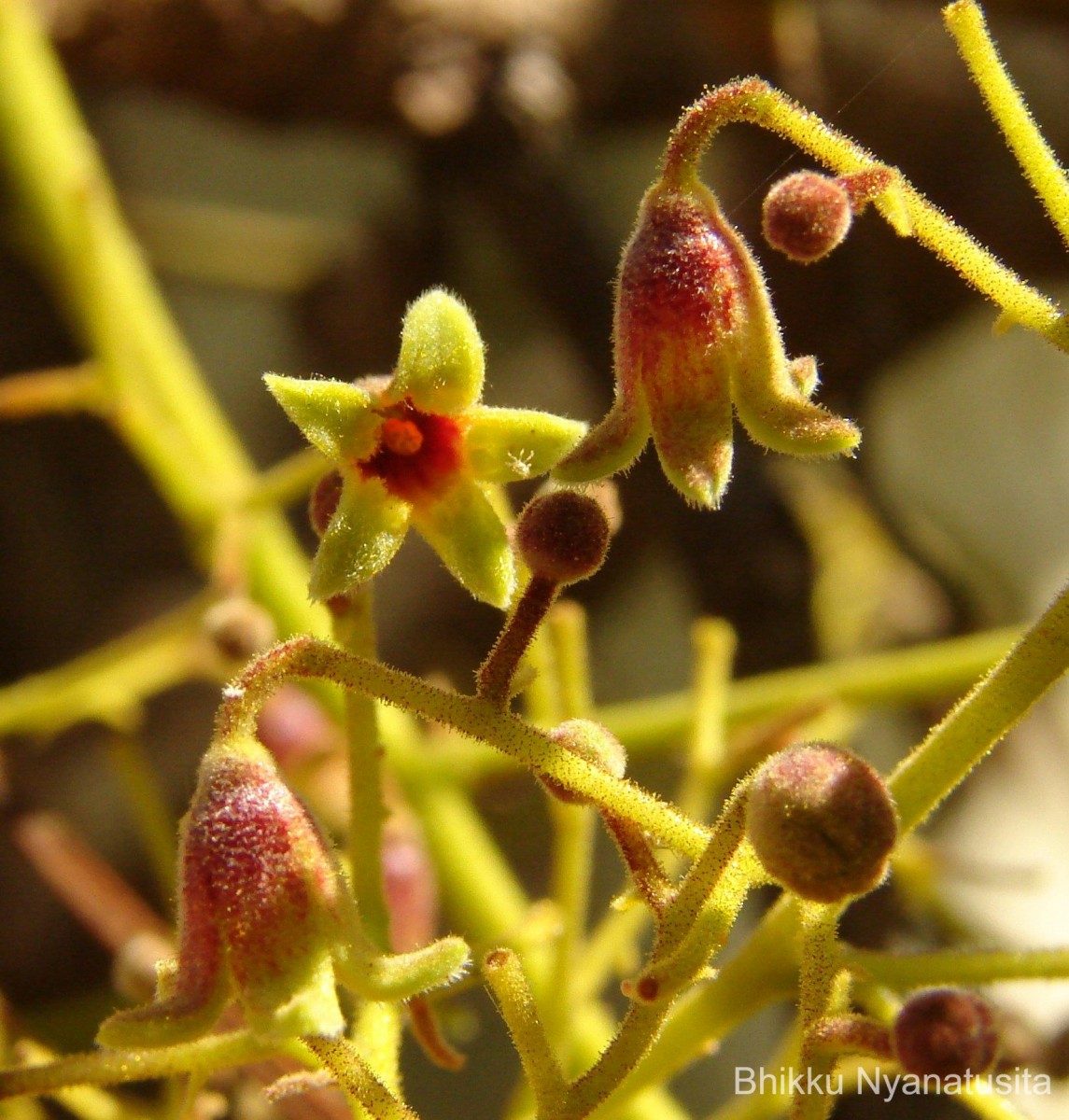 Sterculia urens Roxb.